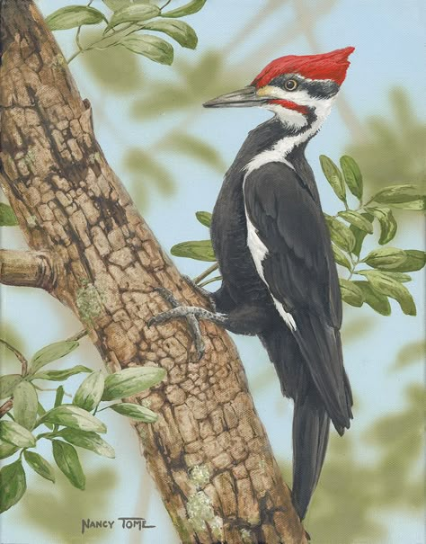 Bird In Tree Painting, Woodpecker Bird, Pileated Woodpecker Painting, Pileated Woodpecker Art, Pileated Woodpecker Drawing, Woodpecker Painting, Pileated Woodpecker, Woodpecker Drawing, Woodpecker Illustration