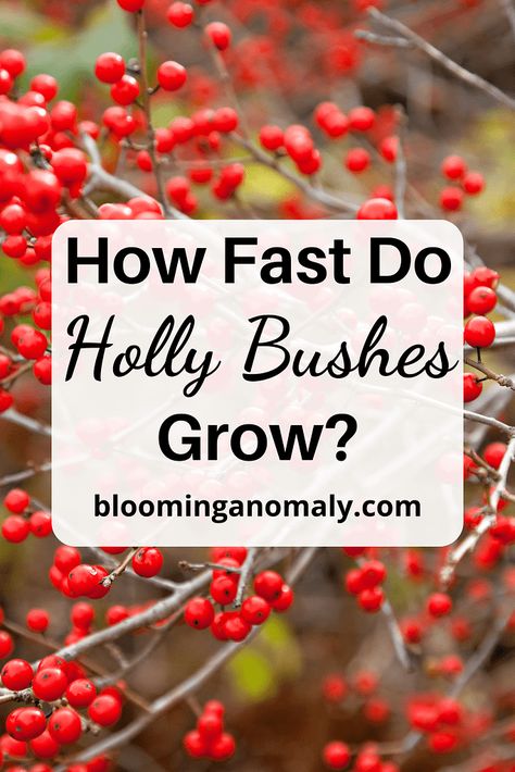 How Fast Do Holly Bushes Grow? Holly Bushes Front Yard, Holly Bushes In Landscaping, Gardening Design Ideas, Holly Bush, Beginners Gardening, Holly Tree, Urban Gardens, Succulent Gardens, Gardening Design