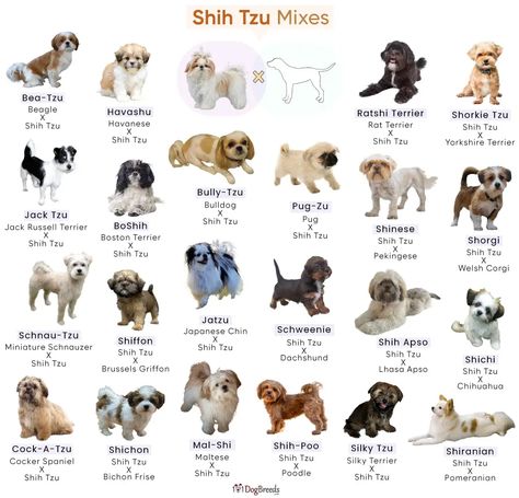 Shih Tzu Mixes: Popular Breeds and Characteristics Types Of Shih Tzu, Shih Tzu Pomeranian Mix Puppies, Shitzu Pomeranian Mix Puppies, Shih Tzu Mix Breeds, Shih Tzu Yorkie Mix Dogs, Shih Poo Full Grown, Shipoo Puppies, Mix Dog Breeds, Pomeranian Mix Puppies