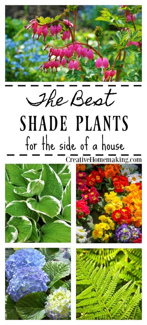 Best shade plants. A reader asks what shady plants and shrubs she can plant in a shady area of her yard. Best Shade Plants, Shady Plants, Best Plants For Shade, Shade Loving Plants, Plants For Shade, Shade Gardening, Shade Garden Plants, Shade Gardens, Shade Flowers