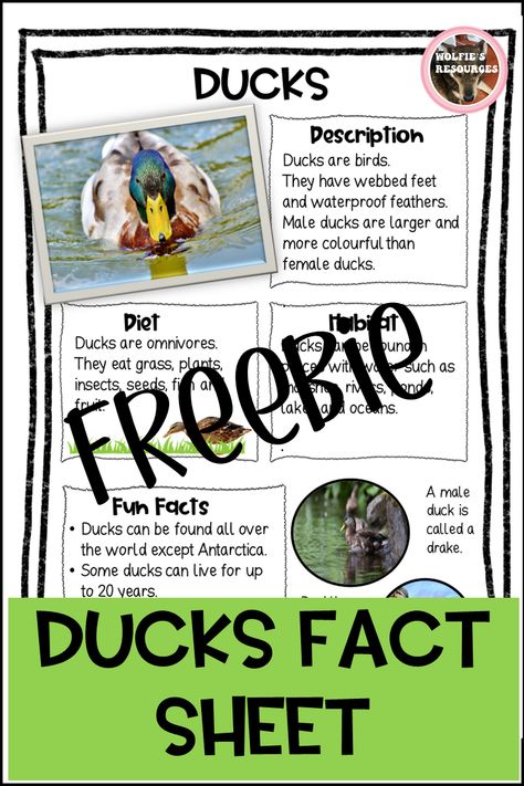 Duck Life Cycle Preschool, June Preschool Themes, Duck Life Cycle, Facts About Ducks, Farmer Duck, Life Cycles Preschool, Farm Facts, Tame Animals, Childhood Activities