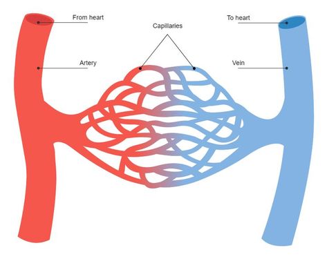 Blood Vessels Diagram Blood Vessels Drawing, Circulatory System Drawing, Blood Vessels Anatomy, Science Diagram, Function Of Blood, Science Diagrams, Heart Diagram, The Circulatory System, Blood Components