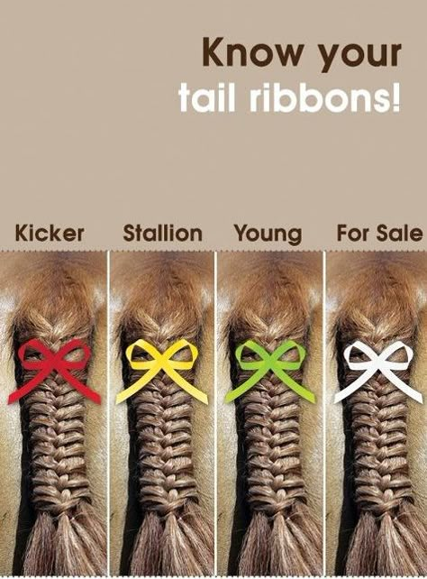 "At my first show, I braided a red ribbon into my horse's mane and tail without knowing...and everyone was asking me questions and avoiding us. I couldn't figure out why because my guy is such a sweetheart. So now I know!" <<this is very interesting... i'll have to remember this Horse Braids, Horse Braiding, Horse Information, Horse Facts, Horse Mane, Horse Riding Tips, Horse Info, Horse Tail, Horse Ideas