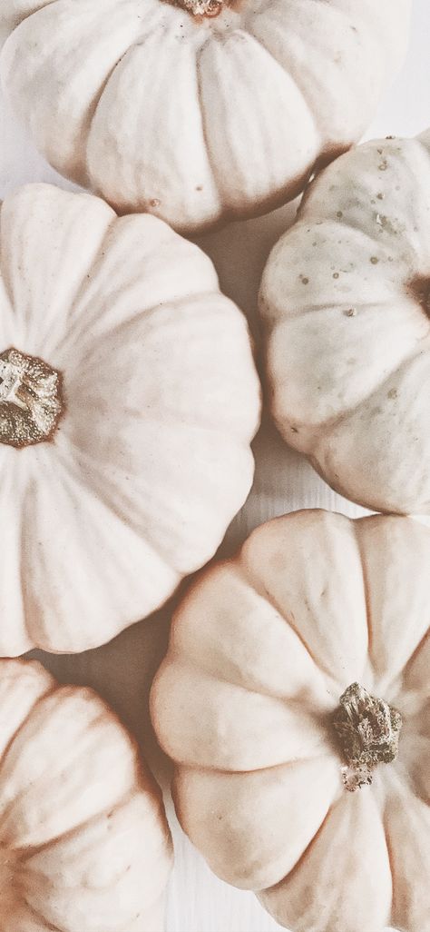 Autumn Aesthetic Neutral, Neutral Fall Pictures, Fall White Wallpaper, Neutral Fall Widget Pictures, Fall Neutral Aesthetic Wallpaper, Boho Pumpkin Wallpaper, Neutral Halloween Phone Wallpaper, Cream Autumn Aesthetic, White Pumpkin Wallpaper Iphone