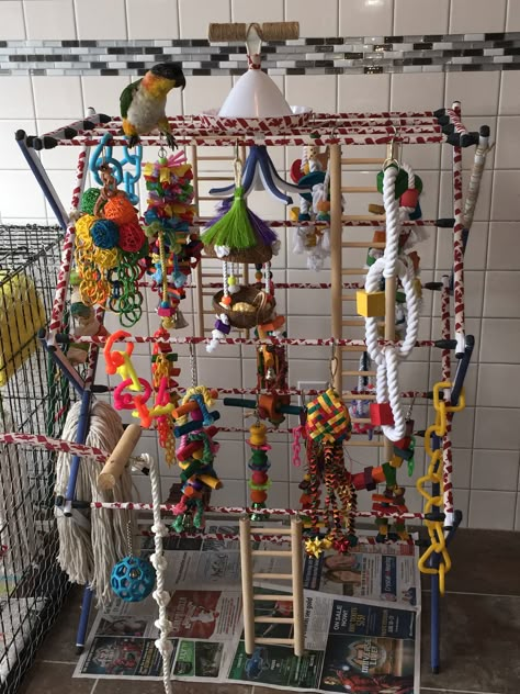 DIY play area for KiKi my Caique. Parrot Play Area, Bird Play Area, Diy Play Area, Bird Room Ideas, Bird Toys Diy, Bird Enrichment, Parrot Ideas, Bird Playground, Bird Play Gym