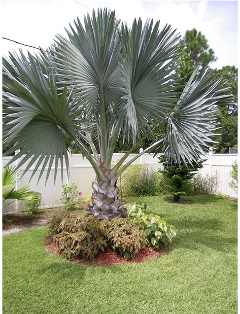 European Fan Palm, Outdoor Tropical Plants, Palm Trees Garden, Canary Island Date Palm, Florida Palm Trees, Trees Landscaping, Small Palm Trees, Palm Trees Landscaping, Front Yard Plants