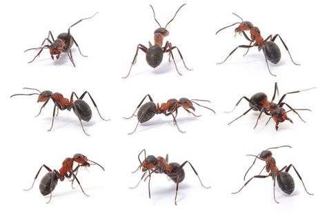 Bug Memes, Types Of Ants, Ant Tattoo, Ant Species, Ant Art, Black Ants, Get Rid Of Ants, Ant Farms, Animal Reference