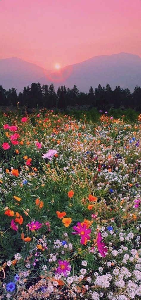 Wildflower Phone Background, Field Of Wildflowers Photography, Wild Flower Pictures, Cottage Flower Garden Aesthetic, Landscape Photos Nature Scenery, Wildflower Phone Wallpaper, Flower Field Wallpaper Iphone, Wildflower Screensaver, Meadow Wallpaper Iphone