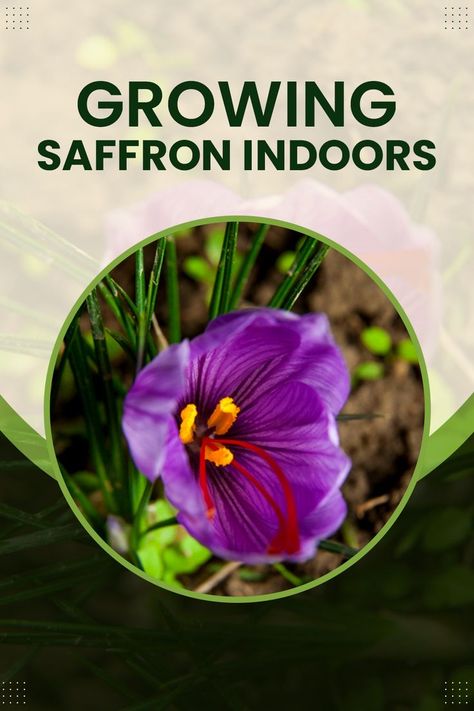 How to Grow Indoor Saffron Corriander Plant How To Grow, How To Grow Saffron At Home, Grow Saffron At Home, Homestead Binder, Saffron Health Benefits, Grow Saffron, Benefits Of Saffron, Saffron Plant, Growing Saffron