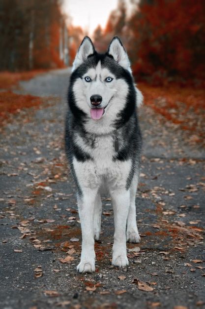 Siberian husky dog stands on the path in... | Premium Photo #Freepik #photo #siberian-husky #husky #dog-face #dog-park Husky Dogs Puppy, Cute Husky Wallpaper, Siberian Husky Aesthetic, American Husky, Husky Photography, Beautiful Dog Pictures, Husky Baby, Red Siberian Husky, Cute Siberian Husky