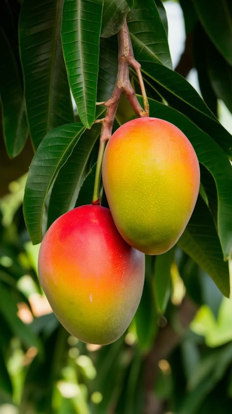 Mango Wallpaper, Tropical Fruit Photography, Marzipan Fruit, Fruit World, Fruit Splash, Growing Fruit Trees, Jelly Wallpaper, Fruits Photos, Fruits Images