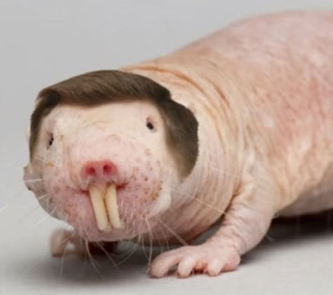 Blog: Naked mole rats diss Gompertz law Ohio Rizz, Shrek Funny, Mole Rat, Ugly Animals, Funny Rats, Clever Halloween Costumes, Friend Stuff, Cute Rats