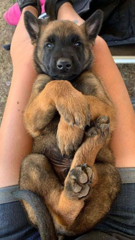 Caring Love, Berger Malinois, First Heartbreak, Applying To College, Malinois Puppies, Pics Of Dogs, Rare Dogs, Belgian Malinois Dog, First Day At School