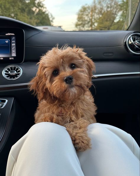 Puppy Cavapoo, Home Dog, Poodle Dogs, Cavapoo Puppy, Brown Cavapoo, Red Cavapoo, Toy Cavapoo, Mini Cavapoo, Poodle Aesthetic