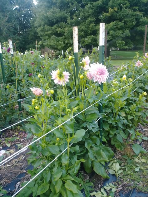 Staking Dahlias Gardens, Cut Flower Garden Landscape, Dahlia Trellis, Staking Zinnias, Backyard Cut Flower Garden Layout, How To Stake Dahlias, Zinnia Garden Beds, Zinnia Support, Dahlia Staking Ideas