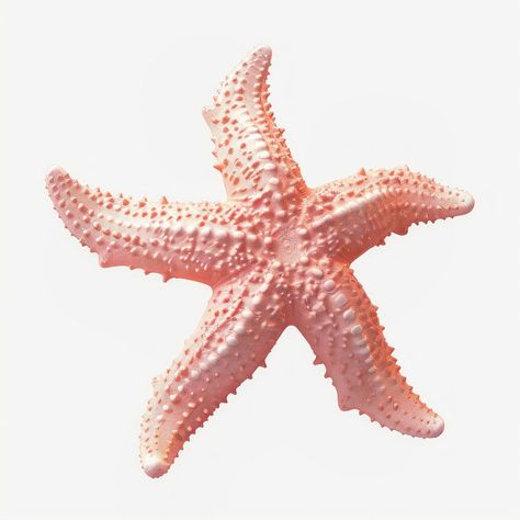 Pink starfish on white background | free image by rawpixel.com / Ning Starfish White Background, Starfish Png Aesthetic, Pink Starfish Aesthetic, Pink Stuff Png, Starfish Aesthetic, Pink Icon Aesthetic, Seashell Aesthetic, Starfish Background, Shell Png