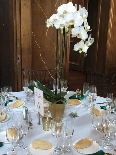 Potted Orchid Centerpiece, Orchid Wedding Centerpieces, Orchid Centerpieces Wedding, Orchid Ideas, Non Floral Centerpieces, Plant Centerpieces, Succulent Centerpiece, Orchid Centerpieces, Succulent Centerpieces