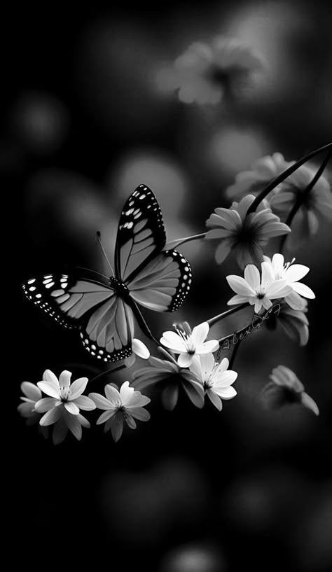 Iphone Wallpaper Classy, Butterflies Art, Beautiful Butterflies Art, Simple Phone Wallpapers, Pretty Wallpapers Backgrounds, Butterfly Wallpaper, My Photo Gallery, Wallpapers Backgrounds, Black Wallpaper