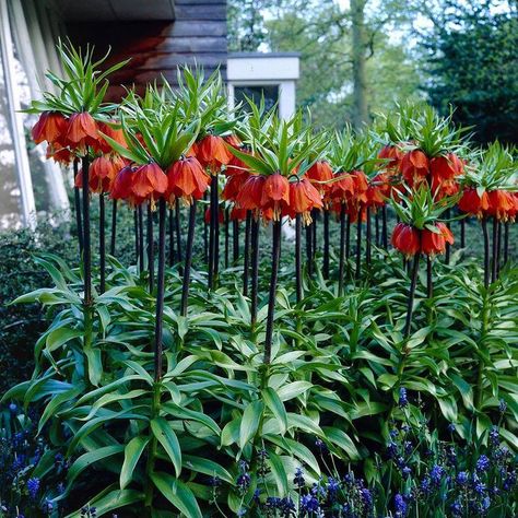 Fritillaria imperialis 'Rubra' Red Crown Imperial lily | Etsy Zone 5 Perennials, Van Zyverden, Deer Resistant Perennials, Lily Bulbs, Meteor Garden 2018, Zone 5, Unusual Plants, Spring Bulbs, Olive Garden