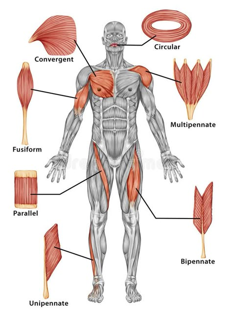 Anatomy of male muscular system - posterior view o stock illustration Body Muscle Anatomy, Muscular System Anatomy, Human Muscle Anatomy, Basic Anatomy And Physiology, Muscular System, Human Body Anatomy, Medical School Essentials, Human Anatomy Drawing, Medical School Studying