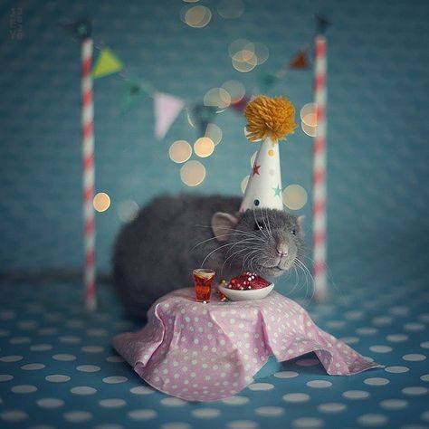 Pet Rats, Every Month, Rats, Knowing You, 1st Birthday, Did You Know, Baby Mobile, Happy Birthday, Novelty Christmas