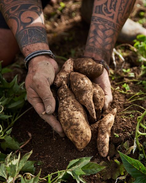 Traditional Māori foods | 100% Pure New Zealand Maori Recipes, Maori Food, Watercress Growing, Rat Food, Food Sovereignty, Maori Culture, Inquiry Learning, Maori People, Green Lipped Mussel