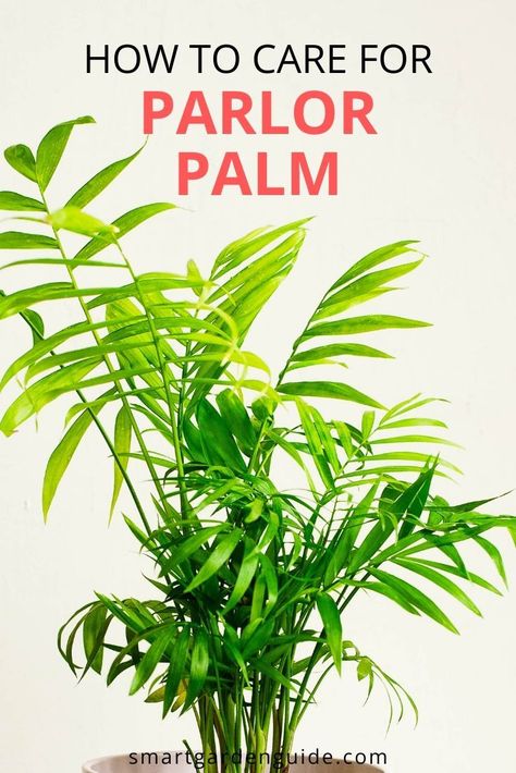 Parlor Palm Care Guide. Learn How To Grow Chamaedorea Elegans. Learn how to keep your parlor palm in perfect condition, including how to water, feed, repot and fertilize this wonderful indoor palm. Parlour Palm Indoor, Chamaedorea Elegans Care, Parlour Palm Care, Parlor Palm Care Tips, Parlor Palm Care, Palm Care Indoor, Pet Safe Indoor Plants, Palm Plant Indoor, Indoor Palm Plants