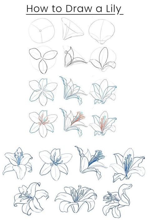 Easy Beginner Sketches, Lilly Drawing, Sketch Ideas For Beginners, Trin For Trin Tegning, Botanical Line Drawing, Istoria Artei, Flower Drawing Tutorials, Flower Art Drawing, Lily Flowers