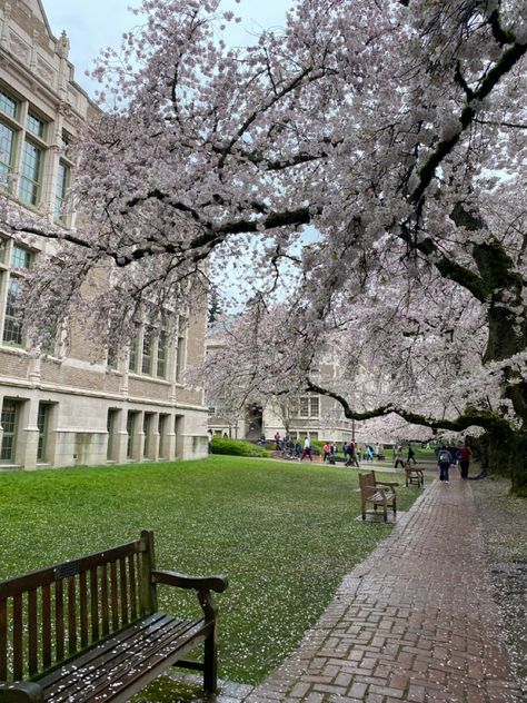 U Of Washington, University Of Washington Cherry Blossoms, Seattle Cherry Blossoms, Spring College Aesthetic, University Of Washington Seattle Aesthetic, Washington University Aesthetic, Uw Aesthetic, University Of Washington Aesthetic, Seattle Washington Aesthetic