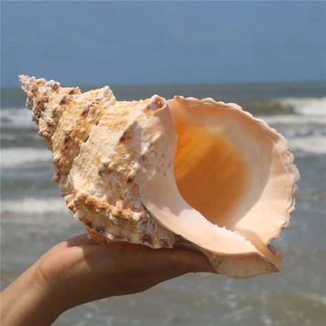 Natural Shell Sea Decoration | Big Sea Shell Conch Natural | Sea Shell Home Decor - 1pcs - Aliexpress Mediterranean Style Decor, Hermit Crab Shells, Big Shell, Crab Shells, Mediterranean Style Home, Big Sea, Marine Theme, Sea Snail, Shell Ornaments