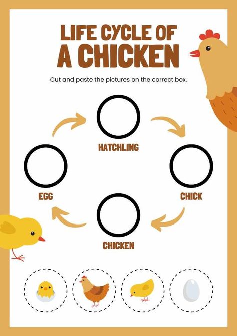 Life Cycle of A Chicken English Animal Worksheet Life Cycle Of A Chicken, English Cut, Worksheet Template, A Chicken, Cut And Paste, Life Cycle, Egg, Chicken, White