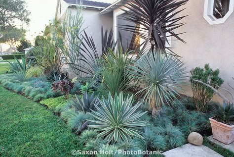 Southern California. front yard garden border with succulents and blue fescue grass Fescue Grass, Garden Library, Blue Fescue, Succulent Landscape Design, Florida Landscaping, Drought Tolerant Garden, Backyard Garden Layout, Succulent Landscaping, Backyard Garden Landscape