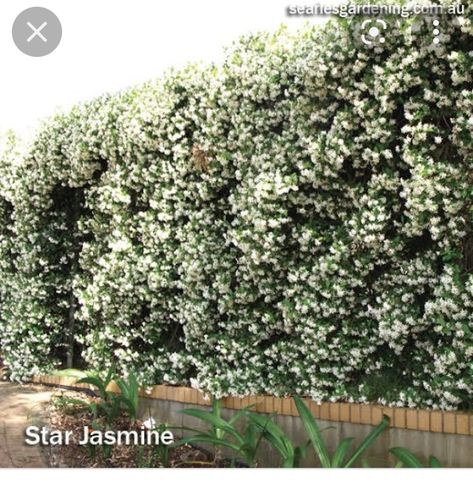 Privacy Screening Plants, Jasmine Privacy Screen, Fence Screening Plants, Star Jasmine Privacy Screen, Plant Screening Ideas Outdoor, Star Jasmine Fence, Jasmine Hedge, Privacy Hedges Fast Growing, Plant Screening