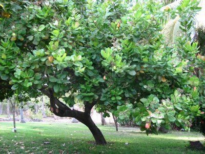 cashew tree Cashew Tree, Orchard Tree, Tree Growing, English Name, Plant Tree, Backyard Pool Designs, Evergreen Trees, Tree Illustration, Watercolor Trees