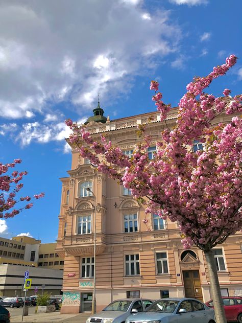 Aesthetic Sakura, Prague Spring, Praha Prague, East Europe, Royal Garden, Vacation Vibes, Aesthetic Pics, Spring Aesthetic, Dream City