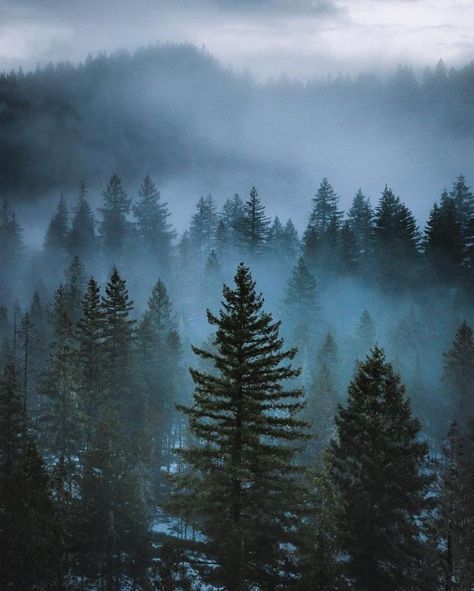 Fog Photography, Pine Trees Forest, Tree Tattoo Designs, Foggy Forest, Misty Forest, Magic Forest, Forest Pictures, Forest Theme, Watercolor Landscape Paintings