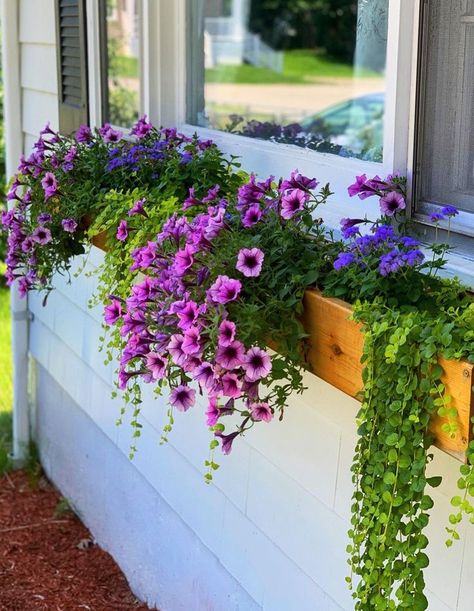 Planter Boxes Flowers, Window Flower Boxes, Window Box Ideas, Window Box Plants, Window Planter, Balcony Planters, Plant Window, Window Box Flowers, Balcony Flowers