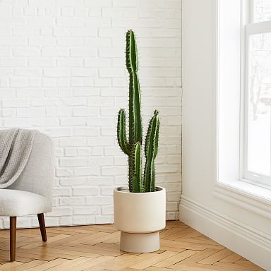 Indoor Cactus Plants, Fake Cactus, Pedestal Planter, Cactus Terrarium, Yard Plants, Aesthetic Place, Potted Cactus, Cactus Plant Pots, Faux Cactus