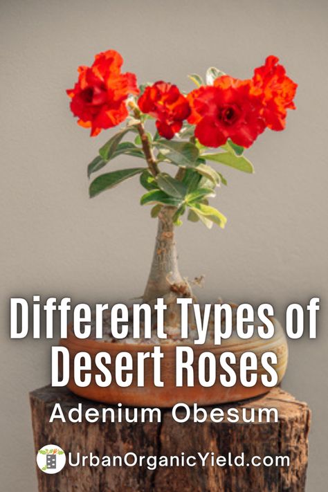 Learn how to care for Adenium, often known as Desert Rose. Learn about the many varieties of Adenium plants that may be grown in your garden, yard, or landscaping. Dessert Rose Plant, Desert Rose Care, Adenium Plant, Outside Garden Ideas, Rose Flower Colors, Care For Succulents, Water Succulents, Air Plant Garden, Florida Flowers