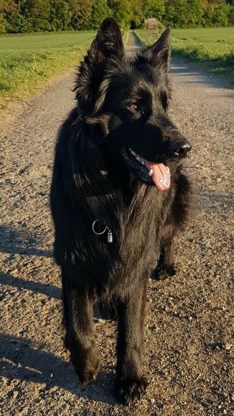 Black German Shepherd Puppies, Black Shepherd, Black German Shepherd Dog, German Sheperd Dogs, Scary Dogs, Black German Shepherd, Pretty Dogs, Pretty Animals, Cute Dogs And Puppies