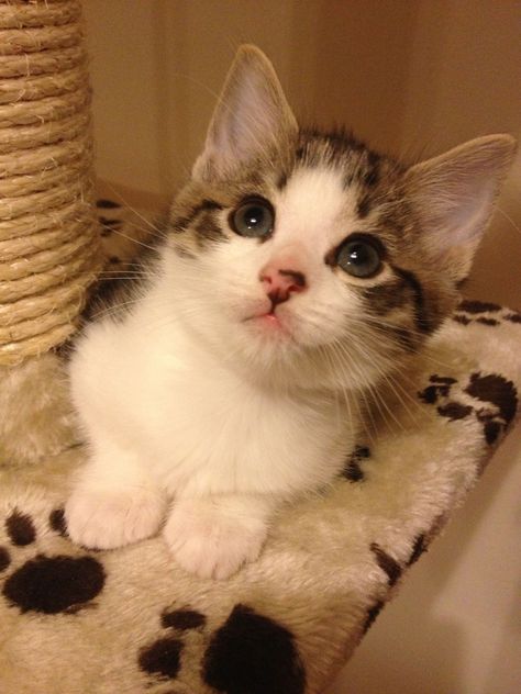 8 weeks old tabby and white boy, enjoy sitting on the new cat tree we provided for him:) White And Brown Tabby Cat, White And Tabby Cat, Dsh Cat, Pouncing Cat, Brown Tabby, Cats And Books, Litter Box Furniture, Box Furniture, Tabby Cats