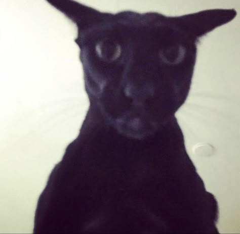 Goofy Ahh Cats, Cursed Cats, Goofy Cats, Ugly Cat, Silly Cats Pictures, Cat Icon, A Black Cat, Silly Goofy, Little Kittens