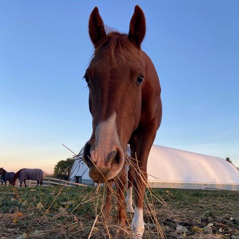 Sorrel Quarter Horse, Canterwood Crest, Cheval Pie, Pony Aesthetic, Horse Lifestyle, Horse Cute, Unique Coats, Horsey Life, Horse Markings