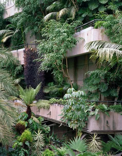 Building Balcony, Barbican Conservatory, Tanaman Air, The Barbican, Balcony Plants, Plants Growing, Vertical Gardens, Green Architecture, Plants Nature