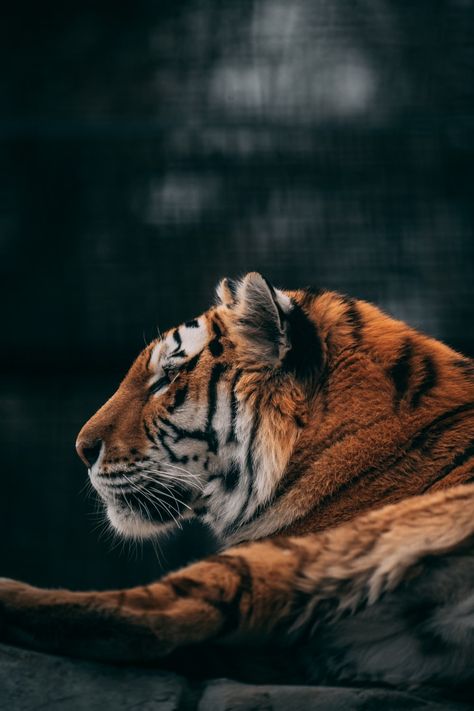 Amanpreet Deol (@amanpreetdeol1) | Unsplash Photo Community Tiger Wallpaper Iphone, Tigre Y Dragon, Tiger Spirit Animal, Tiger Images, Lion Photography, Tiger Wallpaper, Wild Animals Pictures, Cat Artwork, Super Cute Animals