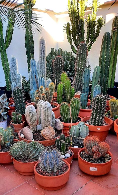 Repot Succulents, Succulent Plants Indoor, Indoor Succulent Garden, Cactus Garden Landscaping, Cactus Landscape, Succulent Garden Landscape, Succulent Planting, Cactus House Plants, Succulent Garden Indoor