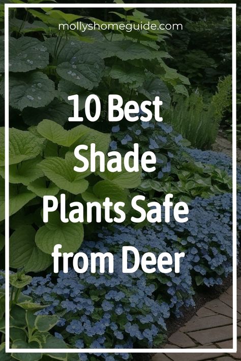 Discover a variety of beautiful deer resistant shade plants to enhance your garden. Create a stunning deer resistant landscape with top shade plants that deer won't eat. Explore colorful deer-resistant perennials and shrubs to add vibrancy to your outdoor space. Plan your deer resistant garden bed effortlessly with our selection of the best shades plants. Incorporate these Deer-resistant annuals into your garden for long-lasting beauty. Deer Resistant Landscaping Shade, Shade Deer Resistant Plants Perennials, Deer Resistant Perennial Garden Plan, Plants Deer Will Not Eat, Deer Resistant Landscaping Shrubs, Deer Resistant Shade Garden, Deer Resistant Garden Plans, Tall Shade Plants, Best Shade Plants