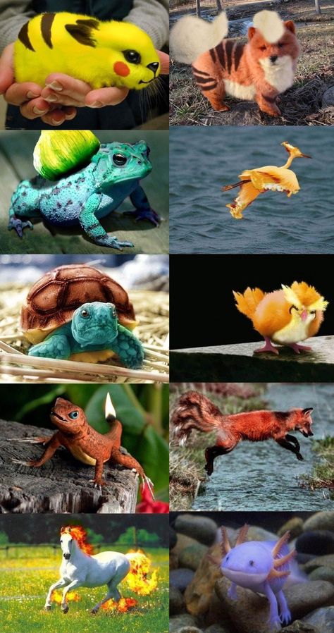 Real pokemon? Realistic Pokemon, Pokemon In Real Life, Pokemon Realistic, Real Pokemon, Pokemon Photo, Pokemon Pokemon, Pokemon Memes, Collectible Trading Cards, Pokemon Funny