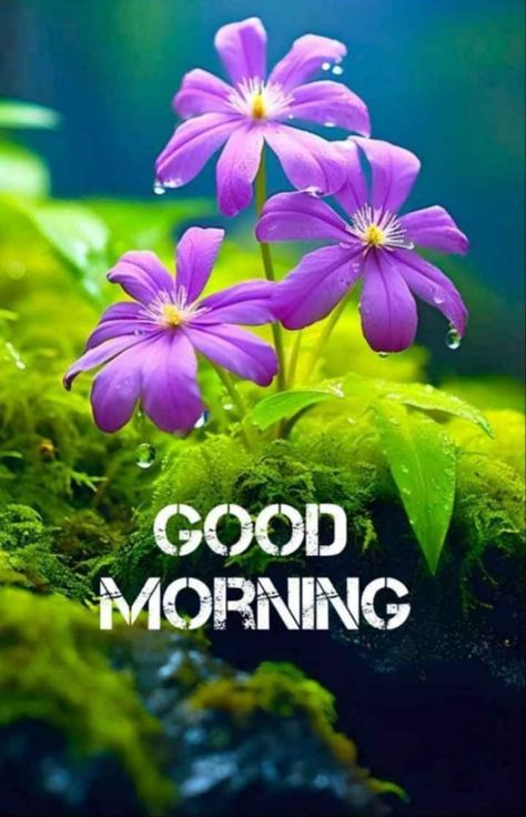 Best Good Morning Images Flowers, Beautiful Good Morning Images Flower, Positive Good Morning Quotes Inspiration Beautiful, Happy Morning Images, Backlight Photography, Good Morning Monday Images, Good Morning Posters, New Good Morning, Happy Good Morning Images