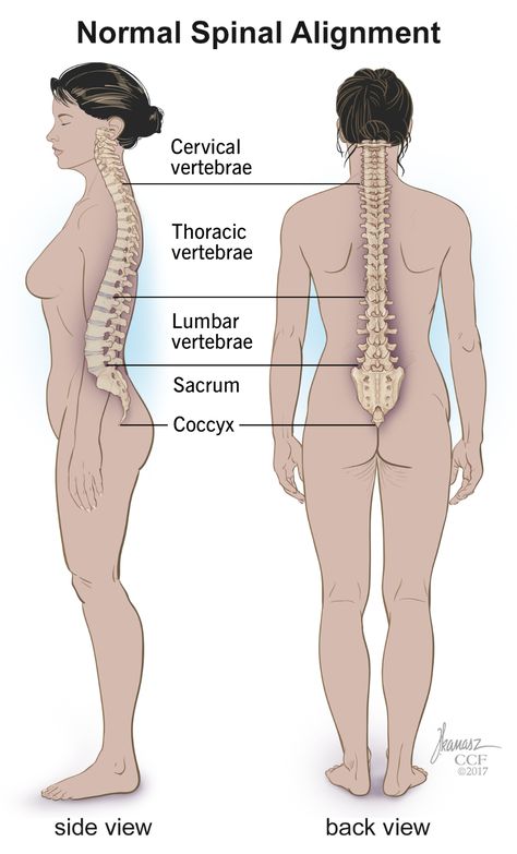 Spine Structure & Function: Parts & Segments, Spine Problems, Spine Health Spinal Cord Anatomy, Importance Of Yoga, Spine Anatomy, Forward Head Posture Exercises, Small Bones, Spine Problems, Thoracic Vertebrae, Neck And Shoulder Muscles, Doctor Help